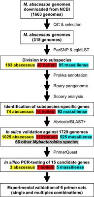 The Use of Comparative Genomic Analysis for the Development of Subspecies-Specific PCR Assays for Mycobacterium abscessus